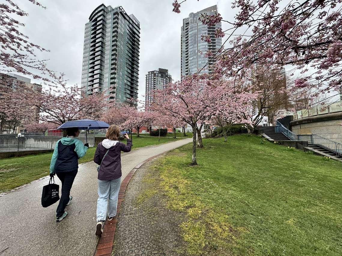 Wandering the cherry blossoms in Vancouver