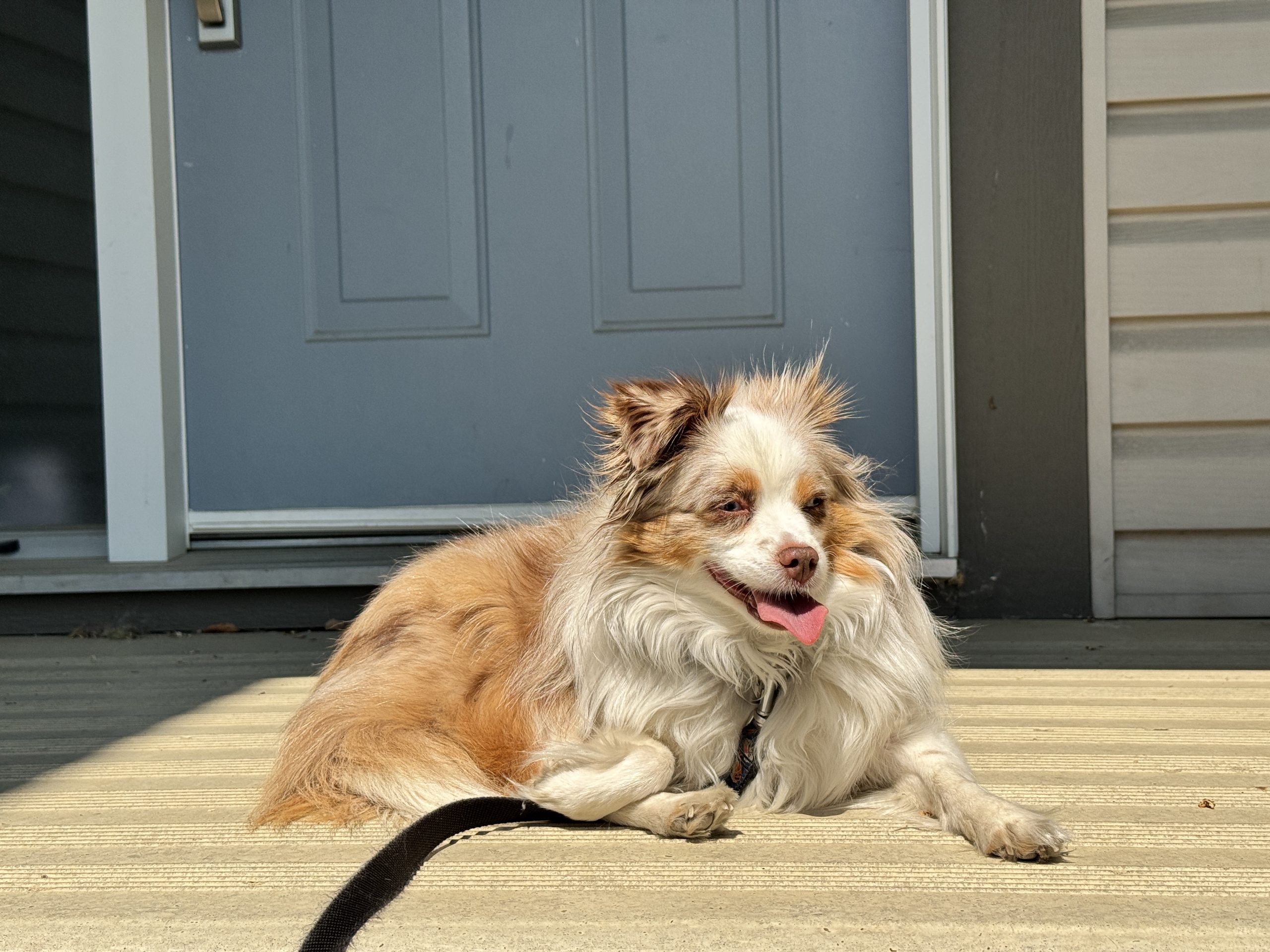 A dog basking in the sun on a concrete step in front of a blue suburban door.