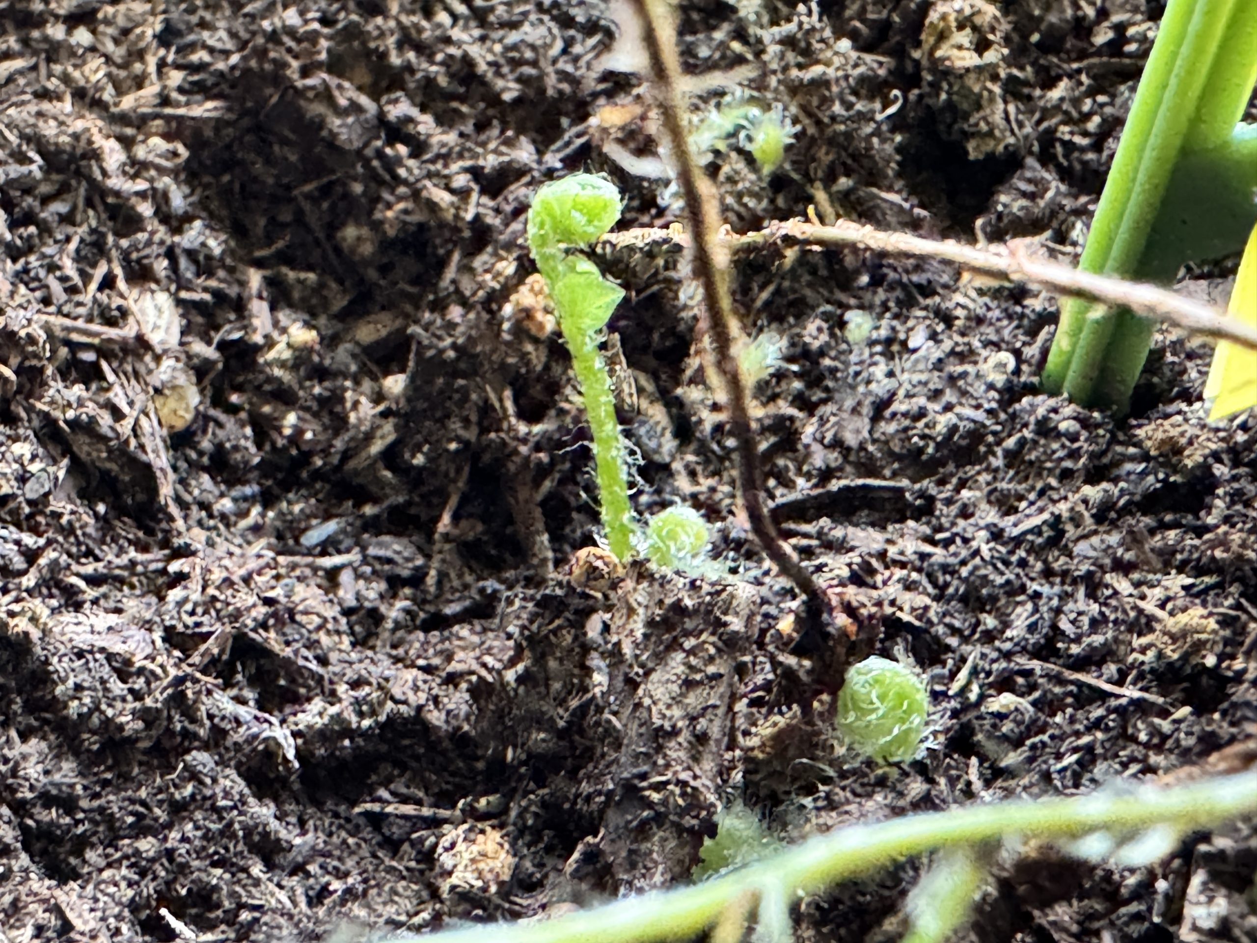 A newly propagated fern pokes from the soil as a symbol of new growth.