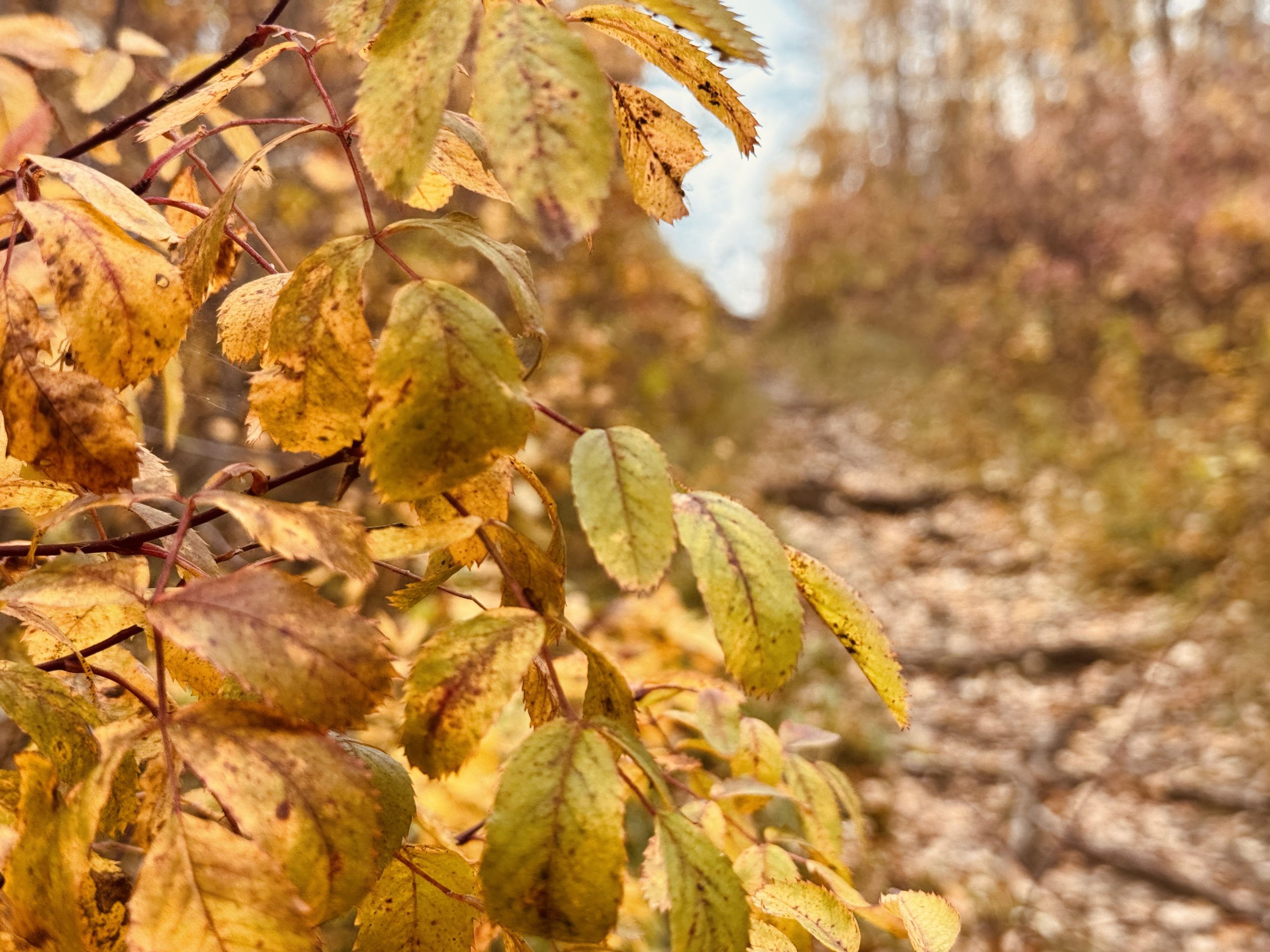 autumn algorithms